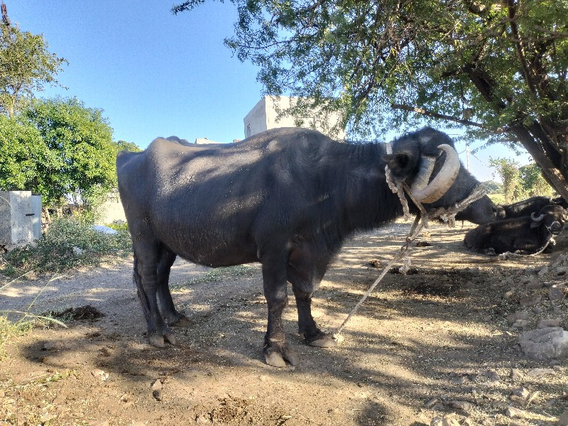 ભેંશ વેચવા ની છ...