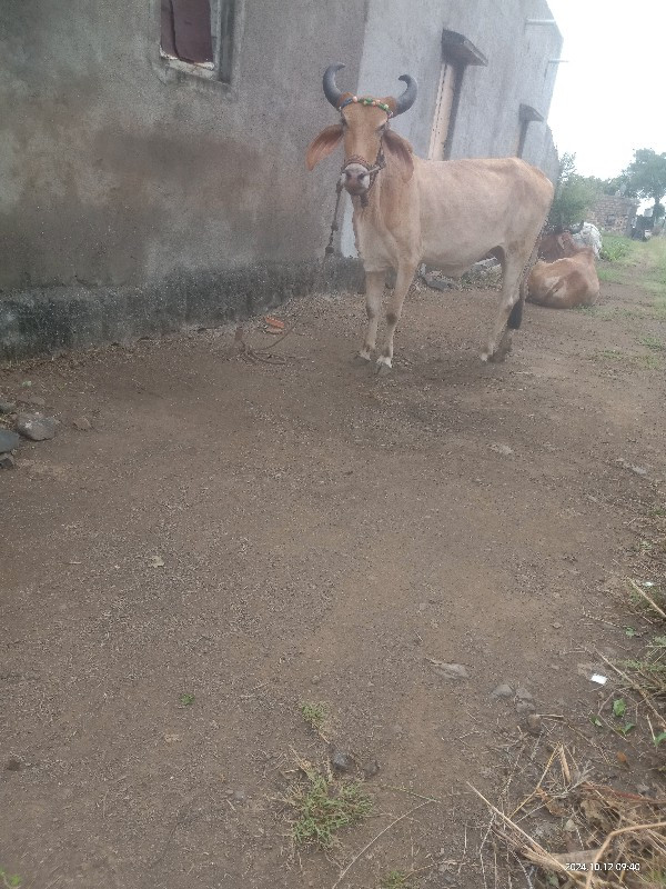 ગોઢલાવેશવાનાછે