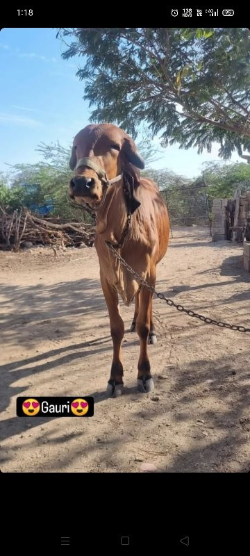 ગીર ગાય વેચવાની...