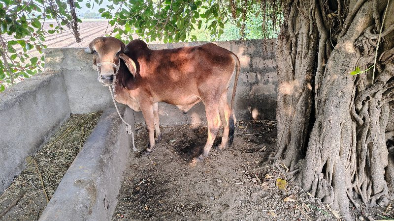 ગોઢલા વેચવાના છ...