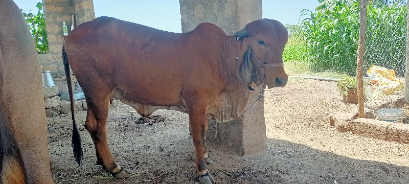 ગીર હોડકી