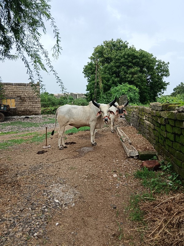 બળદ વેચવાના છે