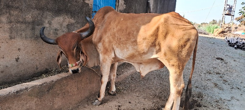 બળદ વેચવાનો છે