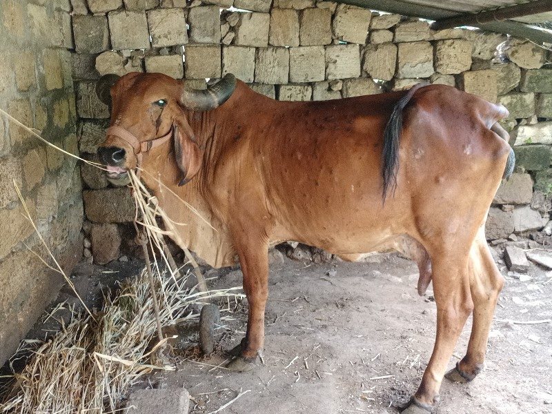 ગાય લે- વેચ