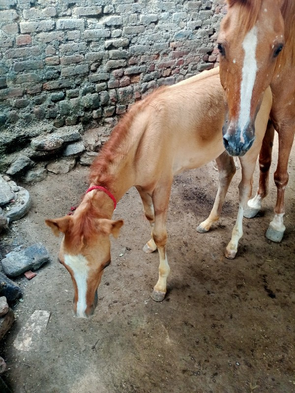 આવશેરિવેશવાનિશે...