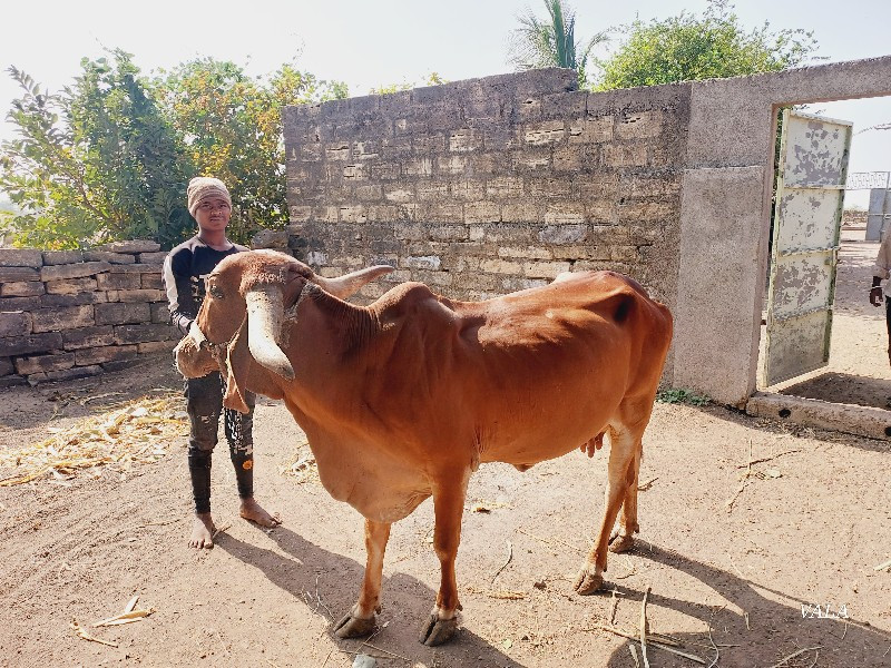 ગાય વેચવાની છે.