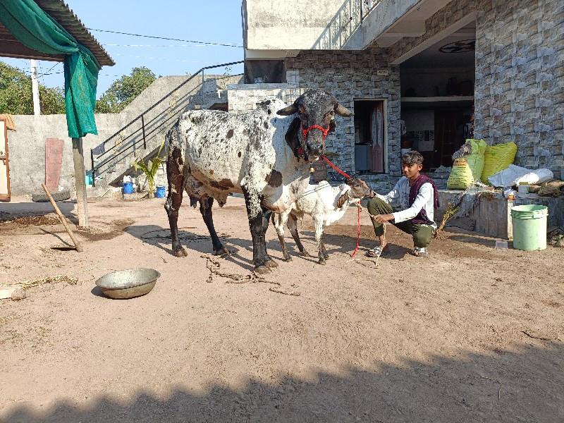 2 જુ વેતર 6 લીટ...