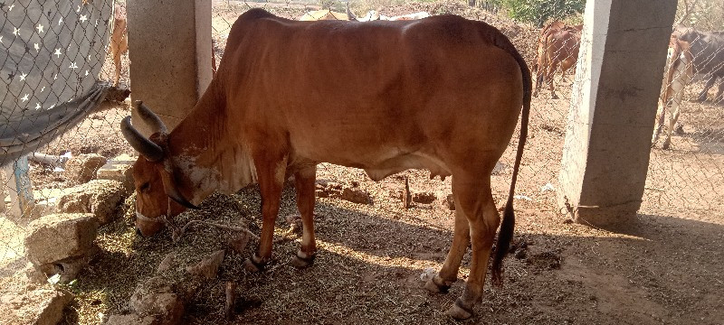 ગાય વેચવાનીછે...