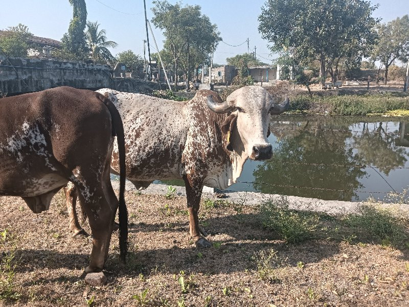 ગીર કાબરી ગાય વ...