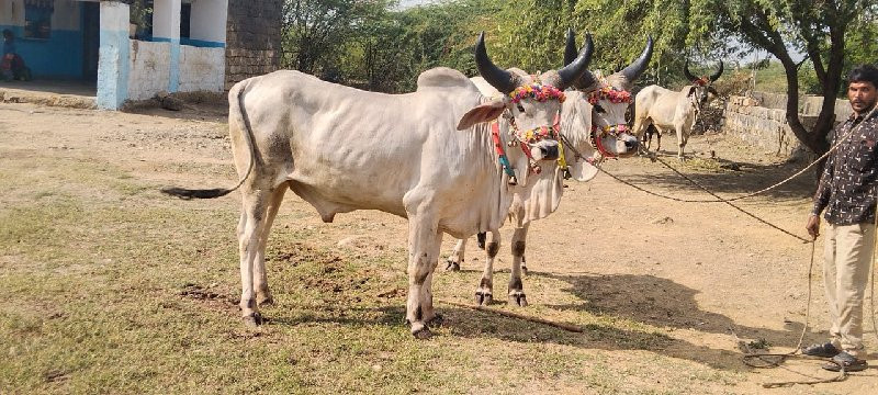 બળદ વેચવાના છે