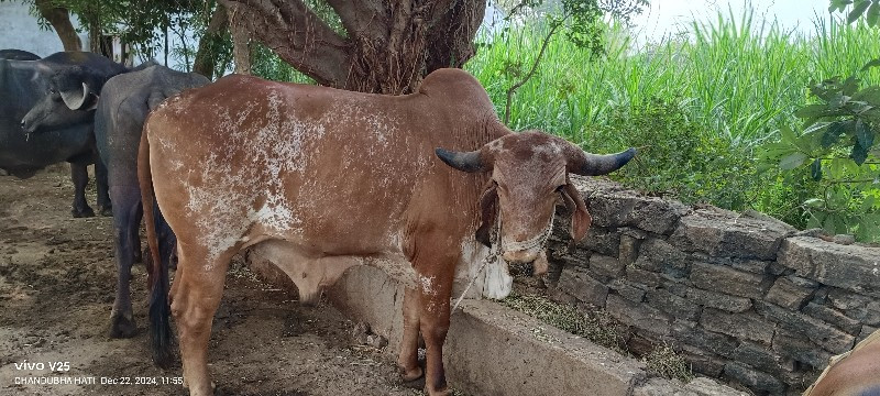 ગોઢલો વેચવાનો છ...