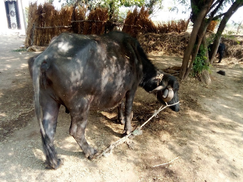 ભેંસ વેચવાની