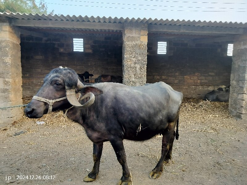 બીજું વેતર વાયજ...