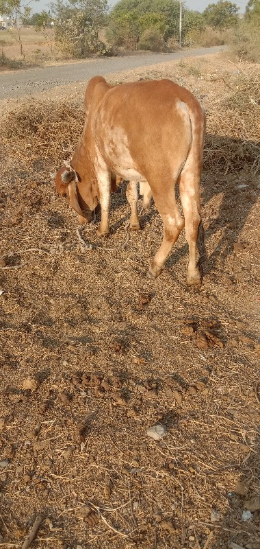 બળદ વેચવાના છે