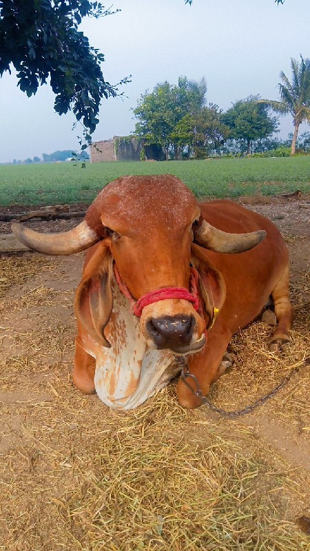 ગાય વેચવાની છે...