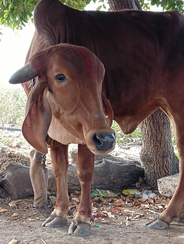 ગાય વેચવાની છે