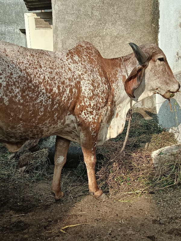 ગાય છે