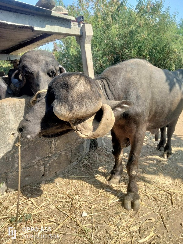 પાડો વેચવા નો સ...