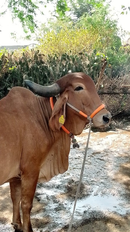 ગાય વેચવાની છે