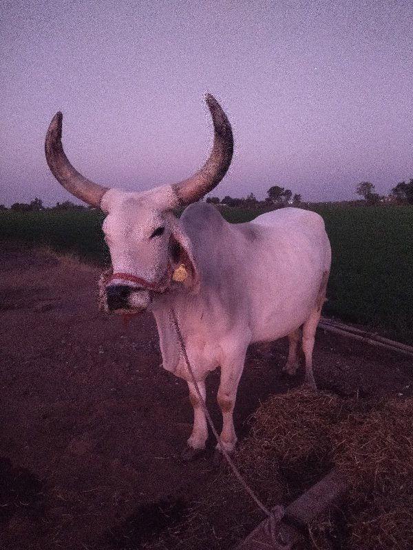 બળદ વેચવાના છે.