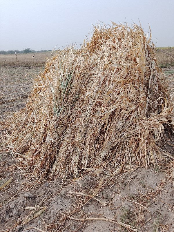 સાર વેશવાની છે