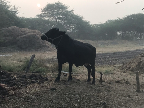 ગીર ક્રોસ