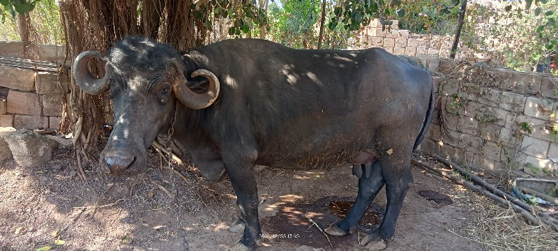 રજૂ વેતર