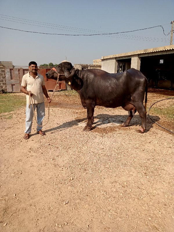 જાફરાબાદી ભેંસ...