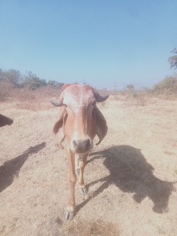 વાસળી વેચવાની છ...