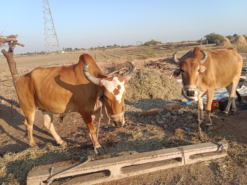 બળદ વેચવાના છે