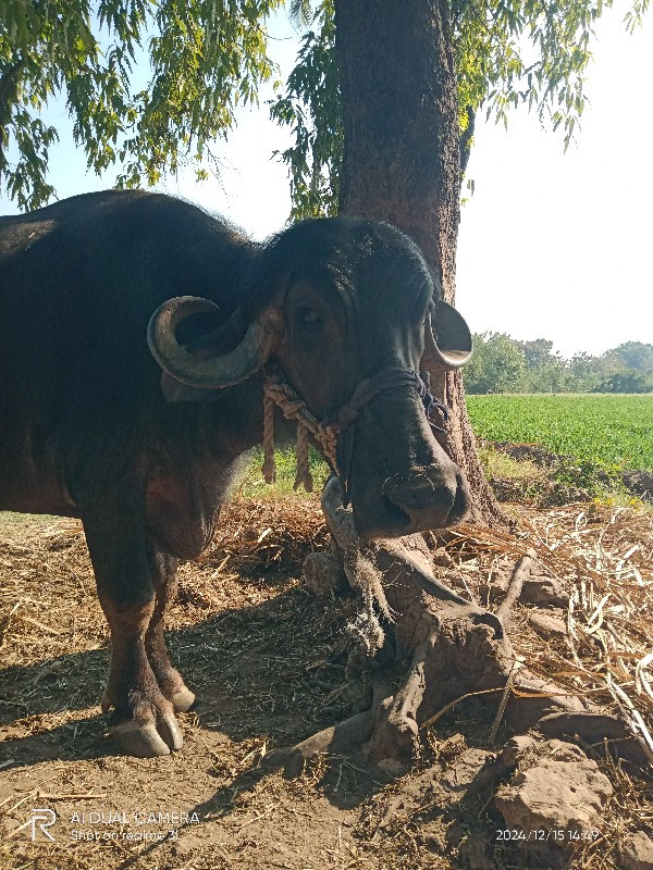 જાફરાબાદી ભેંસ