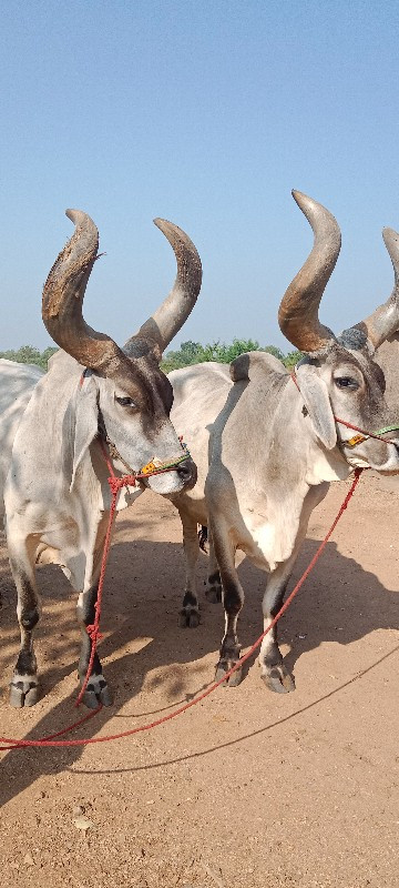 બળદ વેચવાના છે