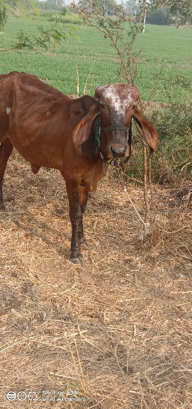 2વાસડી વેચવાની...