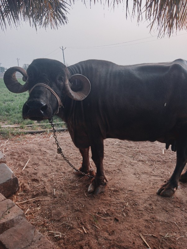 ભેંસ વેસવાની સે