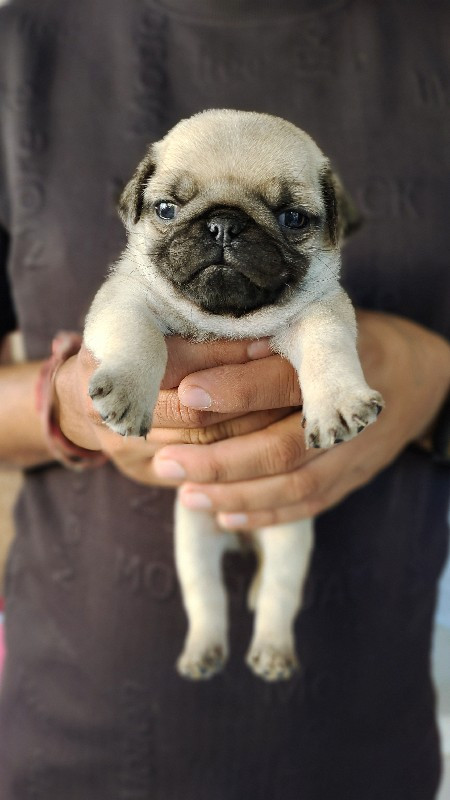 pug  puppy 30 d...