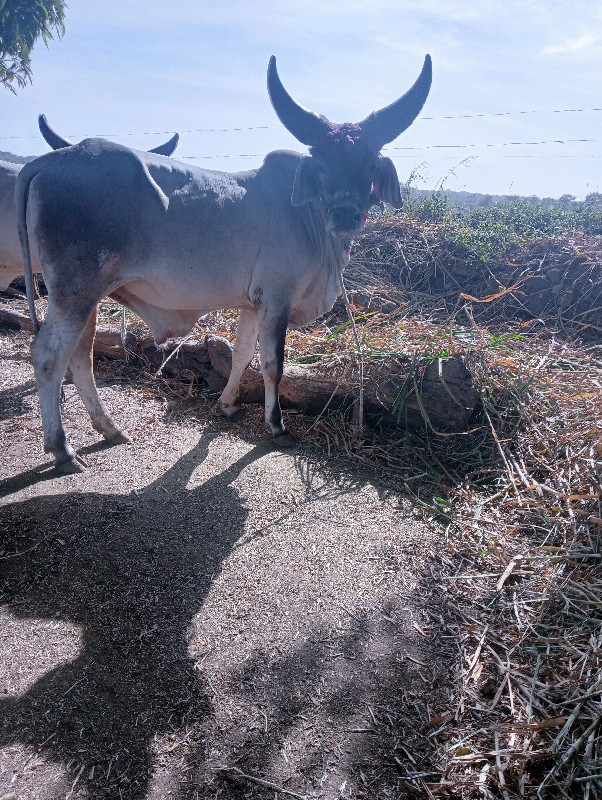 ગોઢલા વેચવાના છ...