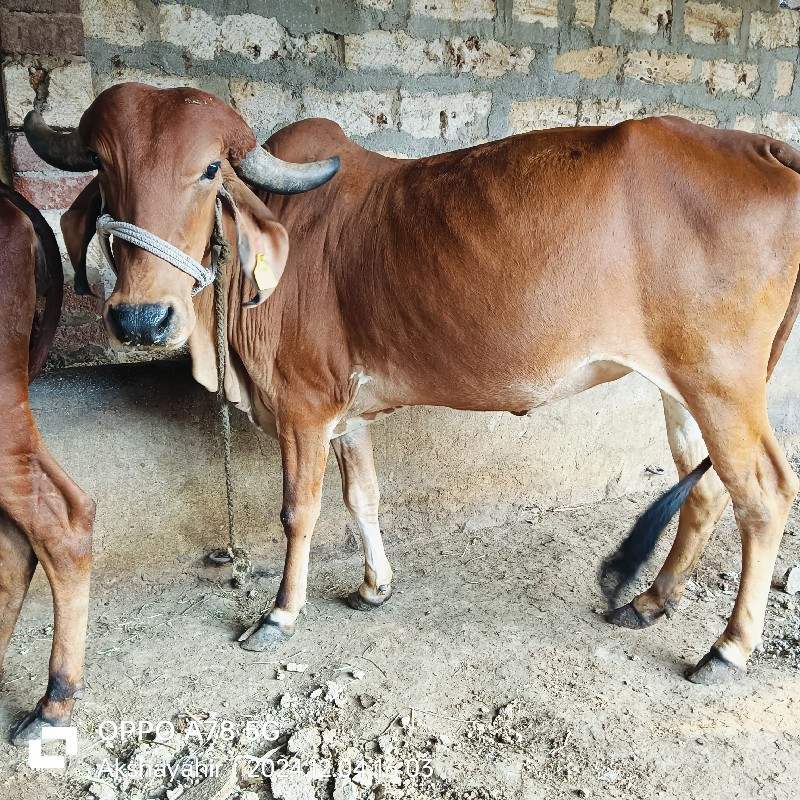 હોડકિ