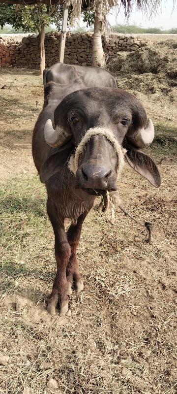 ટોટલ પાંચ વેચવા...