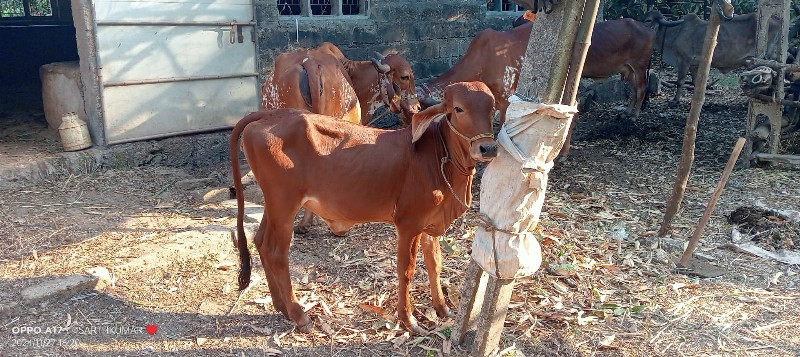 વાછડી વેચવાની છ...