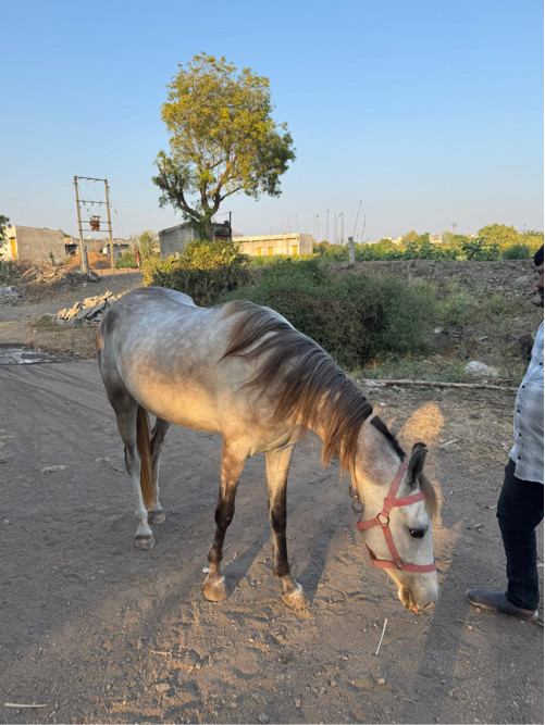 રોજી વેચવા ની છ...