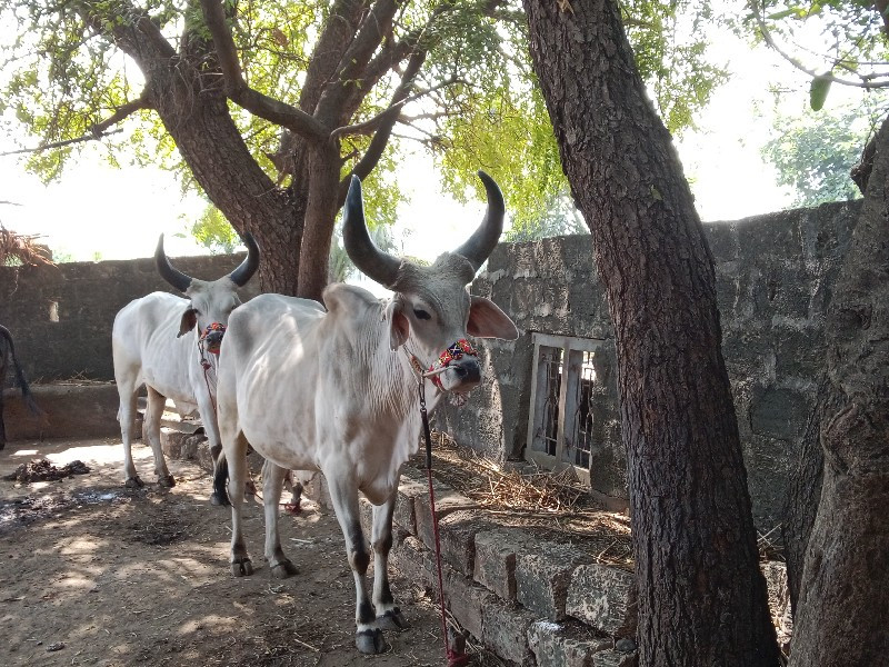 રાજુભાઈ  ઝાલા