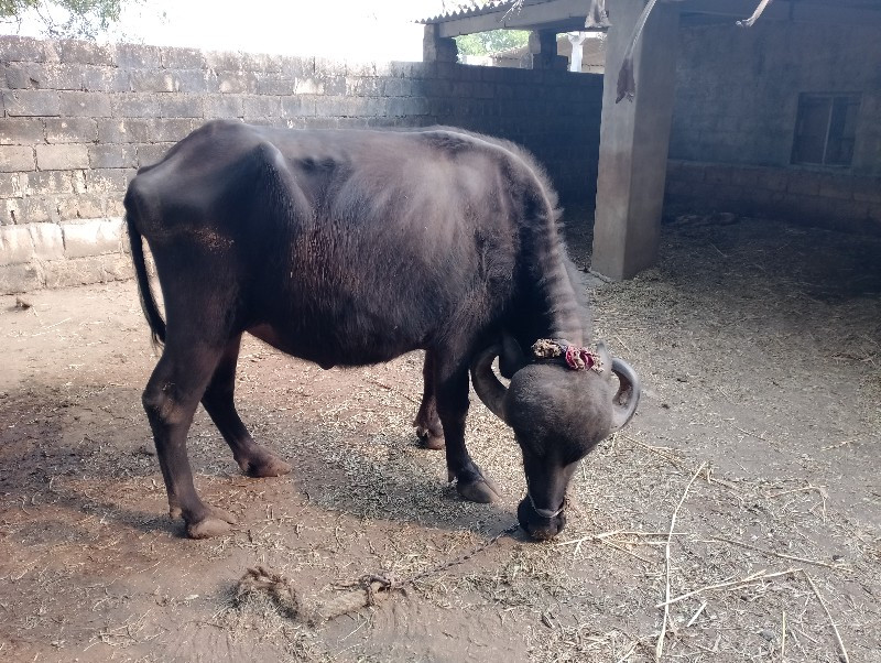 ખળેલી વેચવાની છ...