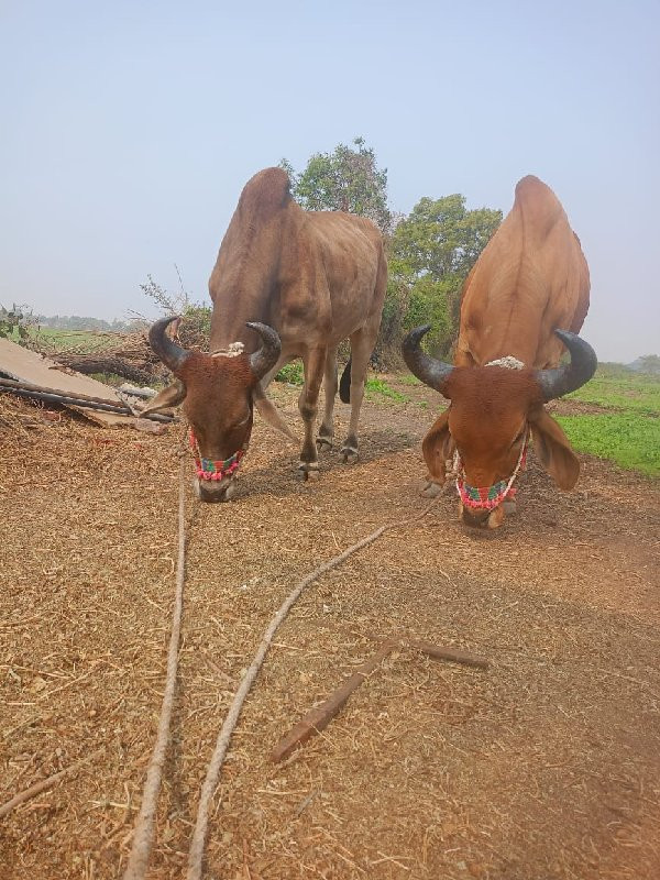 ઘોધલા વેંચવા ના...