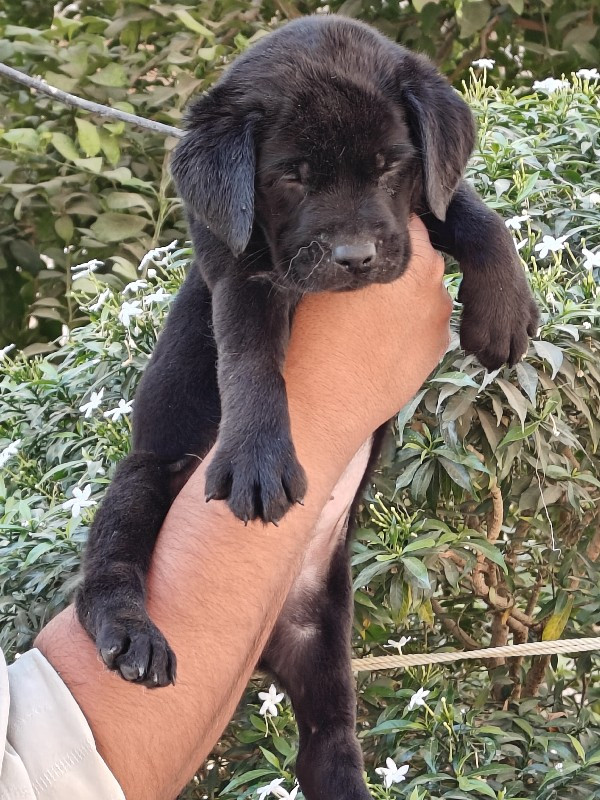 Labrador pupp