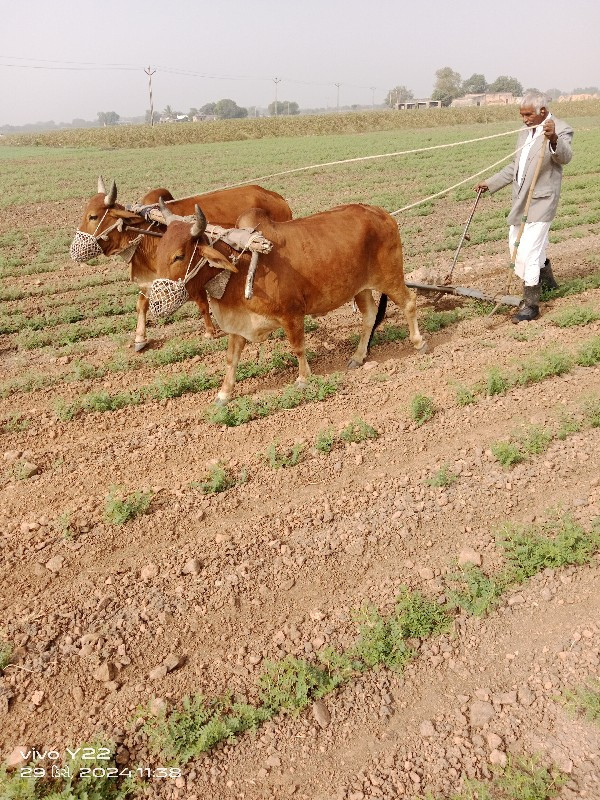 7016630901ભરતભા...