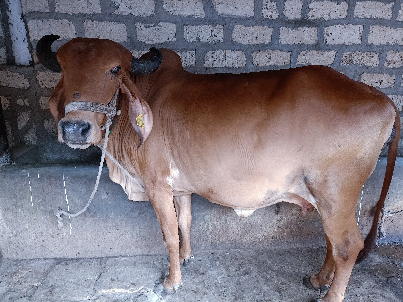 ગાય વેચવાની છે