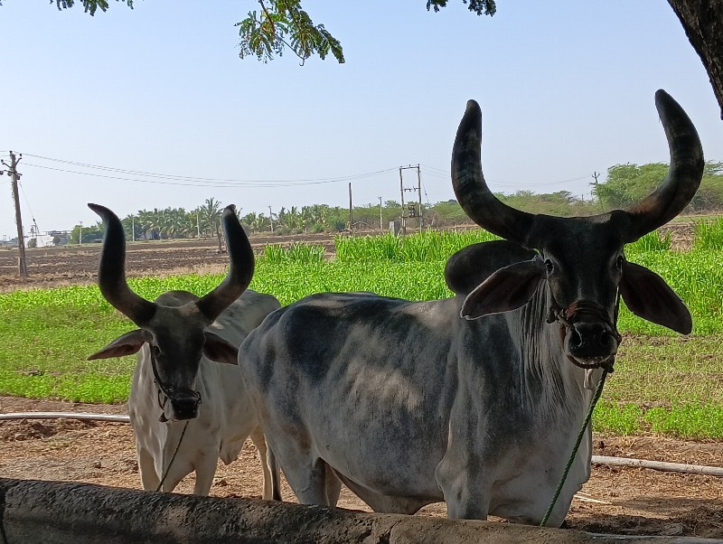 બરદ