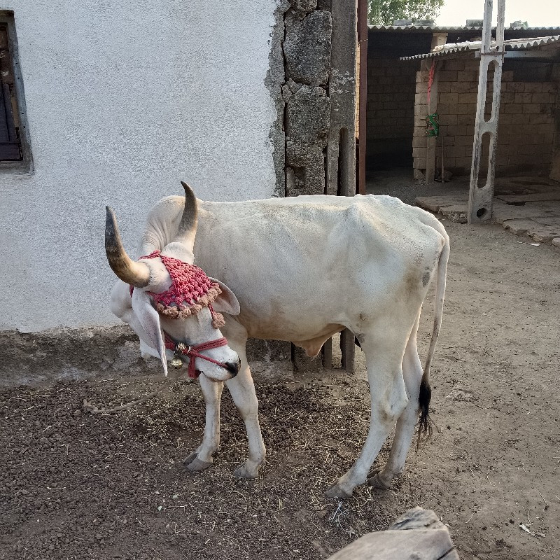 બળદ ગોઢલો