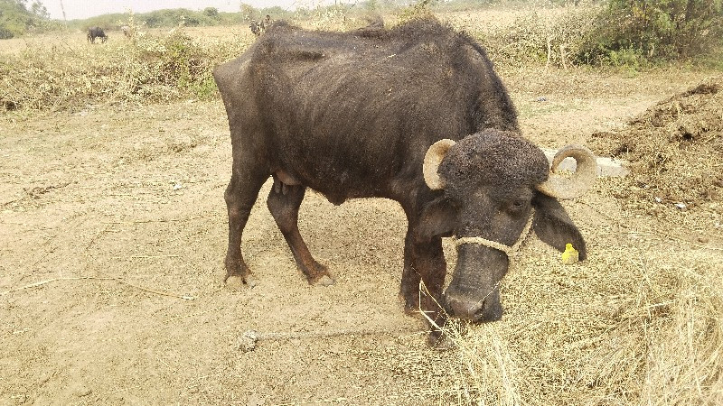 ભેંસ વેચવાની છે