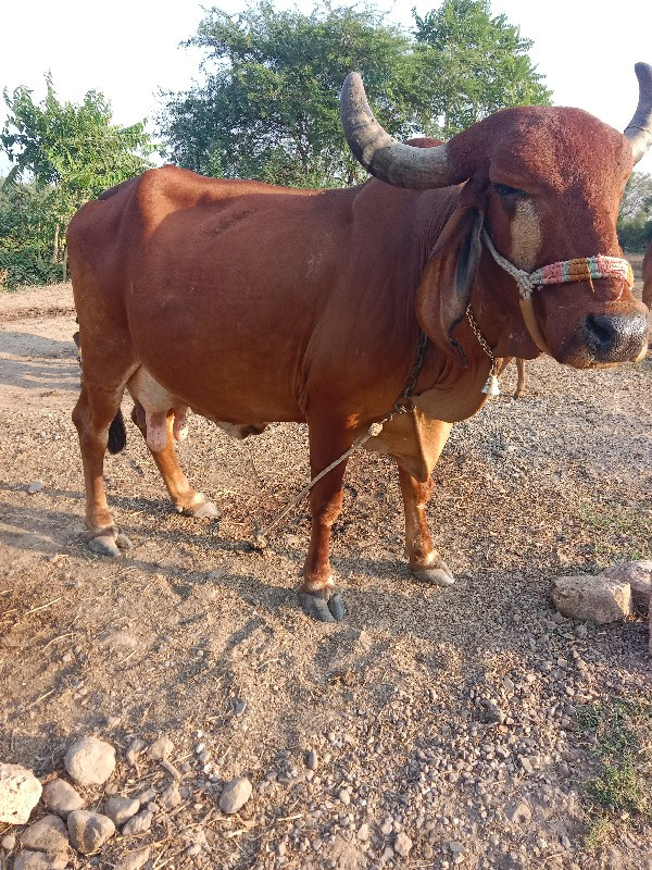 ગાય વેચવાની છે